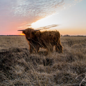 schotsehooglander 1