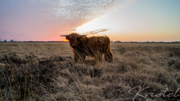 schotsehooglander 1